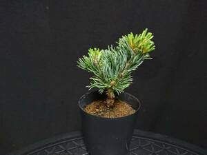[bya comb n]... leaf pine [...]|yatsufsagoyo horse tsu[nasmsme] height of tree 10. shohin bonsai mini bonsai bonsai . leaf pine bonsai excellent material No28-6