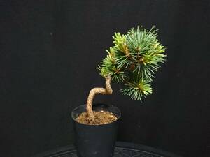 [bya comb n]. leaf pine [. one ]|goyo horse tsu[yoichi] height of tree 13. shohin bonsai mini bonsai bonsai . leaf pine bonsai No30-6