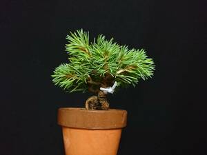 [bya comb n]... leaf pine [ sickle marsh hing ]|azmagoyo horse tsu[kamanma] rare kind height of tree 10. shohin bonsai mini bonsai bonsai . leaf pine bonsai No25-6
