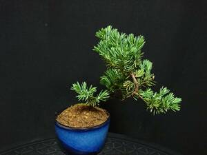 [bya comb n] Ise city . pine | Ise toshou height of tree 14. shohin bonsai mini bonsai bonsai excellent material No39-6