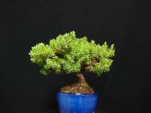 [bya расческа n]....|yatsufsasonare высота дерева 10. shohin bonsai мини бонсай бонсай превосходный материалы No46-6