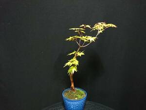 [bya comb n]. leaf [.]|momiji[ red ne] height of tree 27. shohin bonsai mini bonsai bonsai maple bonsai excellent material No60-10