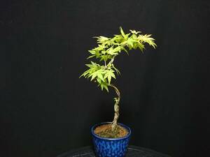 [bya comb n]. leaf |momiji[ orange Dream ] height of tree 22. shohin bonsai mini bonsai maple bonsai excellent material No61-8