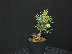 [bya comb n]... leaf pine [ luck ..]|yatsufsagoyo horse tsu[fkazma] height of tree 10. shohin bonsai mini bonsai bonsai . leaf pine bonsai No81-6