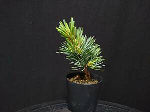 [bya comb n]... leaf pine [ sickle marsh hing ]|azmagoyo horse tsu[kamanma] rare kind height of tree 11. shohin bonsai mini bonsai bonsai . leaf pine bonsai No83-6