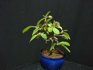 [bya comb n] one -years old . chinese quince |i rhinoceros hime chinese quince height of tree 12. shohin bonsai mini bonsai bonsai excellent material No102-6