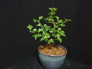 [bya comb n] smell maple | odour maple height of tree 11. shohin bonsai mini bonsai bonsai excellent material No116-6