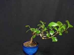 [bya comb n]. leaf . plum .|teli hearts ruu memory when height of tree 12. shohin bonsai mini bonsai bonsai excellent material No115-6