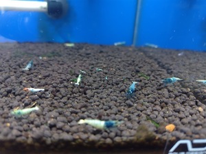  turquoise shrimp 25 pcs 