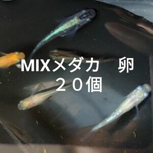 ミックス　メダカ　MIX　卵　２０個　めだか