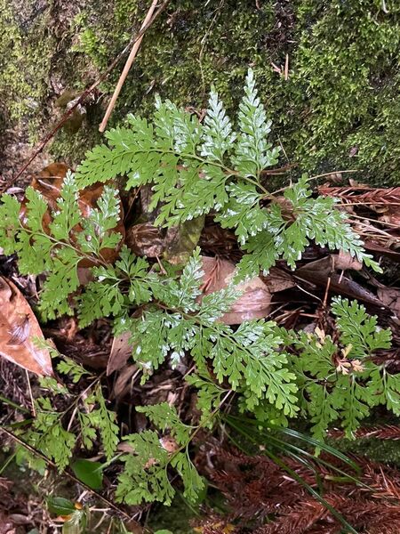 シダ系植物セット（品種指定不可）5株