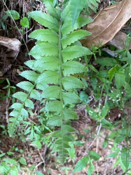シダ系 植物 2種 3株 根付き(品種指定不可)