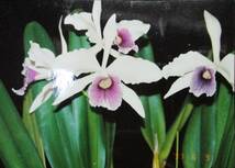 洋蘭 原種 カトレア L.purpurata roxvioleta 'Schusteriana' x self_画像1