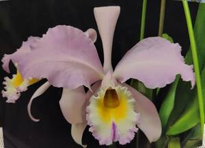 . орхидея . вид Cattleya C.gaskeriana f.concolor x s/a цветение средний 