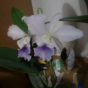 洋蘭 交配種 カトレア C.C G Roedling Blue Magic x C.walkeriana f.coerulea 'Edword' の画像2