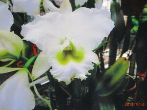 . орхидея . вид Cattleya C.gaskeriana f.alba 'Sara' BM/JGP