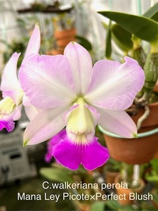 . орхидея . вид Cattleya C.walkeriana 'Mana Ley Picote' x 'Perfect Blush' sib