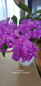 . орхидея . вид Cattleya C.skinneri 'Heiti Jacobs' FCC/AOS