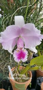 . орхидея . вид Cattleya C.trianae 'Balon Biwa' (OG)
