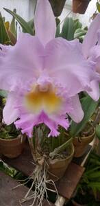 . орхидея . распределение вид Cattleya Blc.California Girl 'Sweet Angel' (OG)