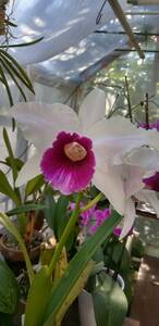 . орхидея . вид Cattleya C.Purpurata f.s/a '1042-7' (OG)