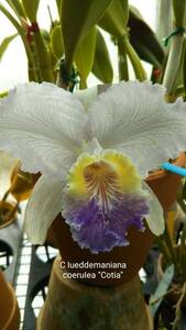 . орхидея . вид Cattleya C.lueddemanniana f.coerulea venosa 'Cotia' (OG)