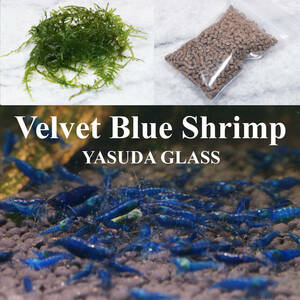[YASUDA GLASS]. egg individual contains bell bed blue shrimp dark blue 60 pcs ja Ian to South America Willow Moss + bait * Yamato takkyubin (home delivery service) shipping 