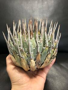 13 agave yutaensise Boris pina beautiful stock 