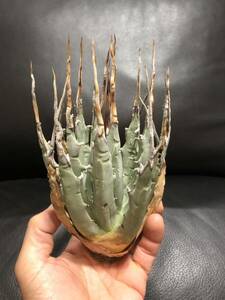 40 agave yutaensise Boris pina..! beautiful stock!