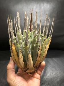 45 agave yutaensise Boris pinaBig! beautiful stock!..!