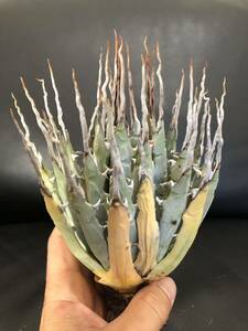 65 agave yutaensise Boris pina..! beautiful stock!