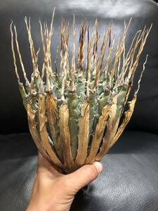 98 agave yutaensise Boris pinalong...! Big!!! beautiful stock!