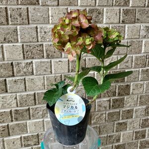 紫陽花 ハイドランジア マジカルチョコレート
