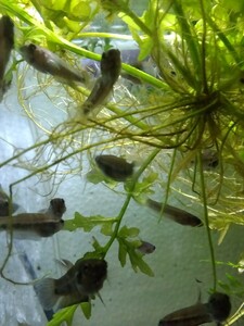  wild betta Anne tutaf2. fish 5 pcs 