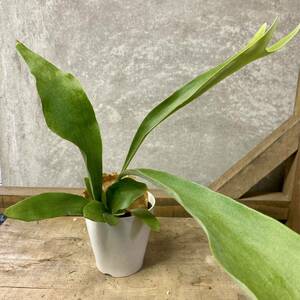  decorative plant Platycerium ( staghorn fern )