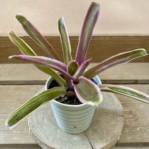  decorative plant bromeliad Neo rege rear fire - ball 