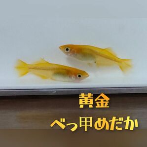 ★☆黄金べっ甲めだか　有精卵４０個＋αメダカ☆★