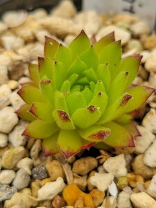 5　流通少　 センペルビウム　semperu　高山植物　Angorite 　抜苗