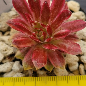 118 流通少  センペルビウム semperu 高山植物 Citraus Sunrise  抜苗の画像4