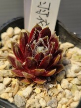 5　流通少　 センペルビウム　semperu　高山植物　羽衣　抜苗_画像1