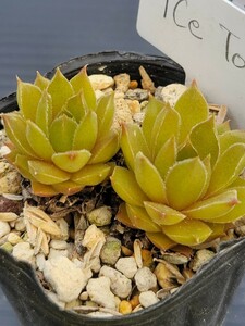 20　流通少　黄色美種　 センペルビウム　semperu　高山植物　 Ice tone　抜苗