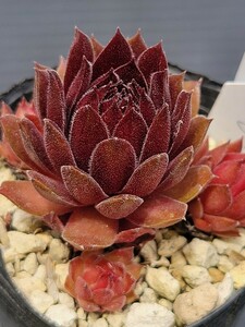 26　　 センペルビウム　semperu　高山植物　 Pacific Night 　抜苗