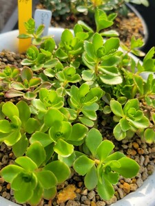 118 レア　輸入　 セダム　Sedum 　高山植物　Spurium Summer Snow 　抜苗