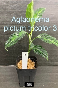 アグラオネマ　ピクタム　トリカラー ３　　Aglaonema pictum tricolor