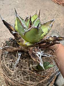 Agave titanota Fo222 チタノタ　ブツブツ　パリー　悪魔　オテロイ