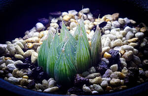 Haworthia specksii DMC08526