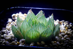 Haworthia diaphana (translucens) ①