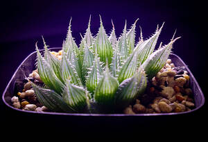 Haworthia albans (blackbeardiana)