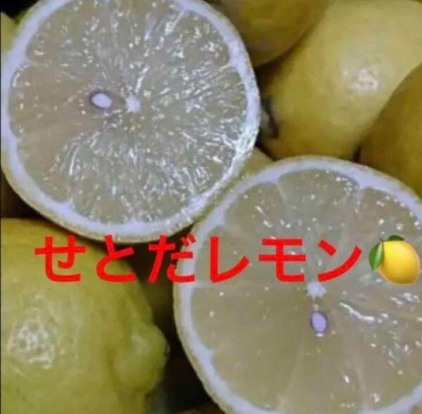 瀬戸田レモン