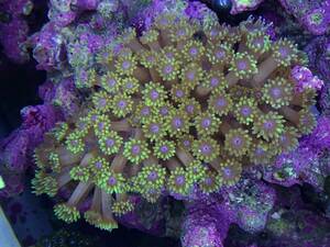 * Coral * z hanaga sasango 7cm